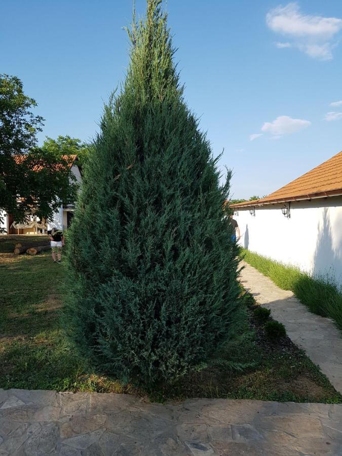 Villa Vikendica Lesic Cortanovci Exterior foto